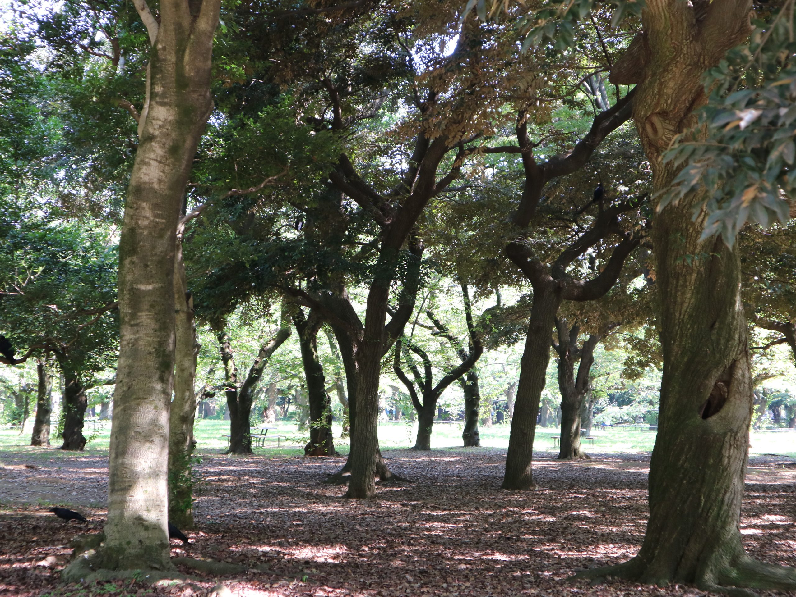 代々木公園