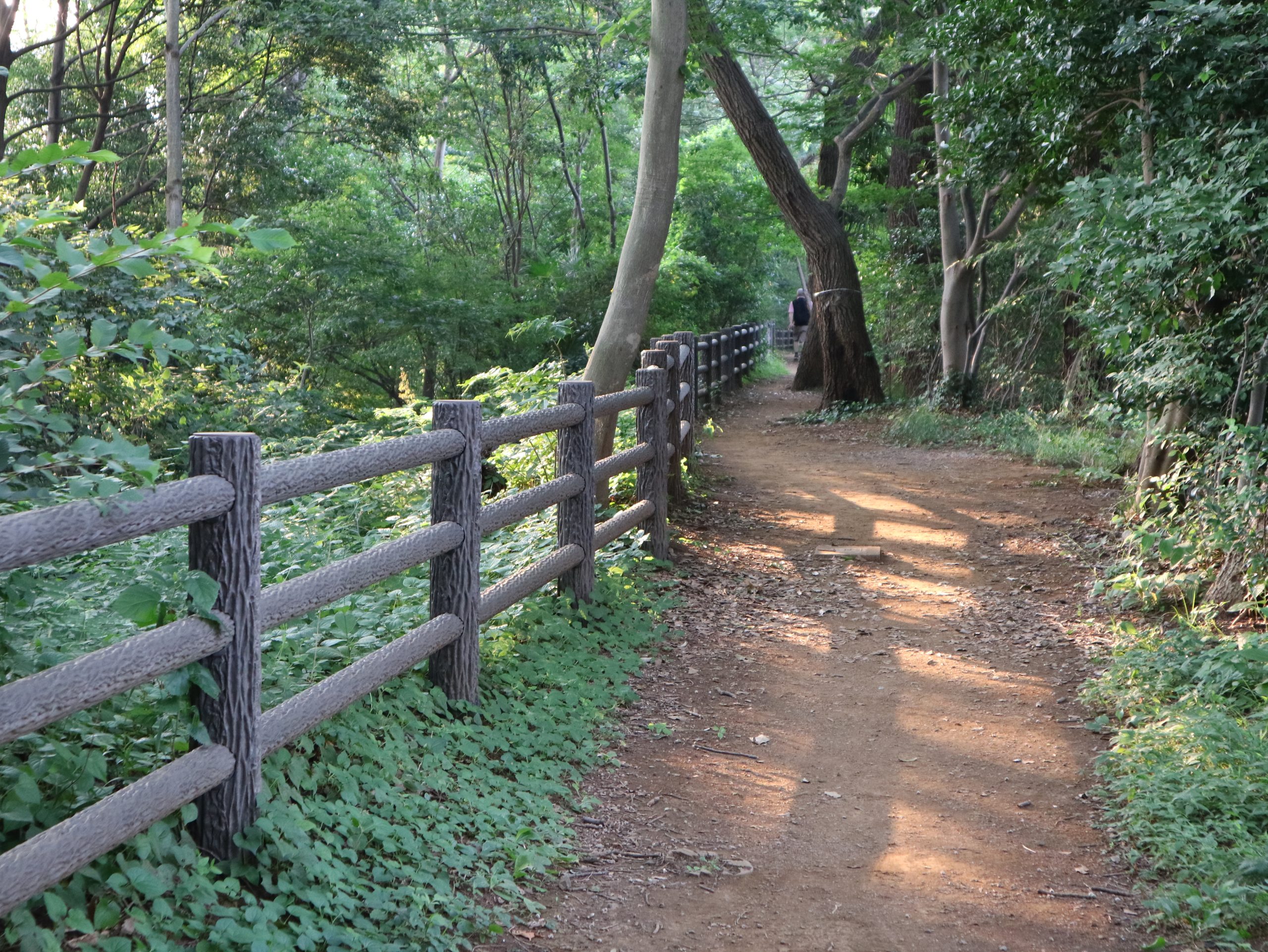朝の玉川上水