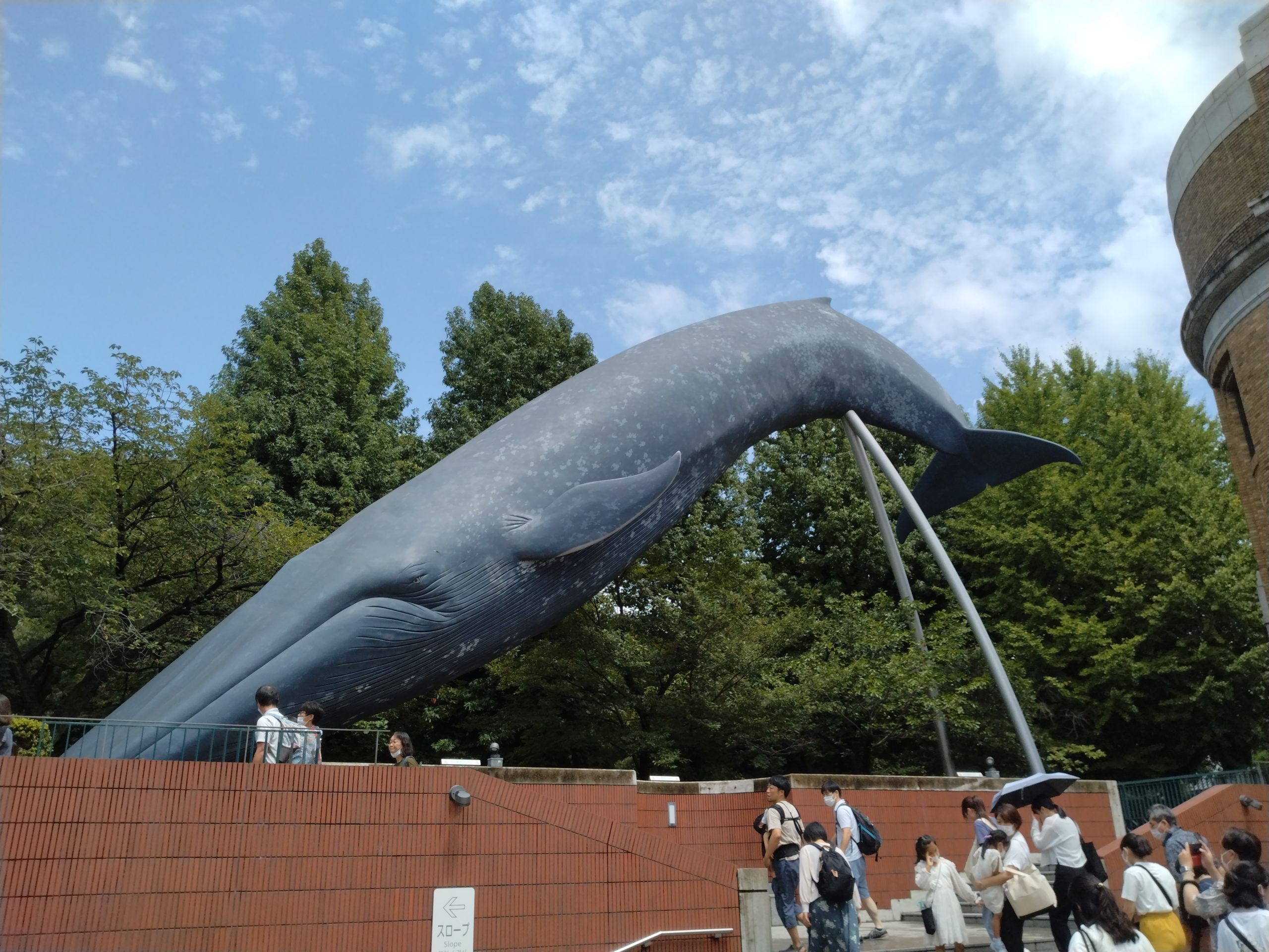 かはくのシロナガス