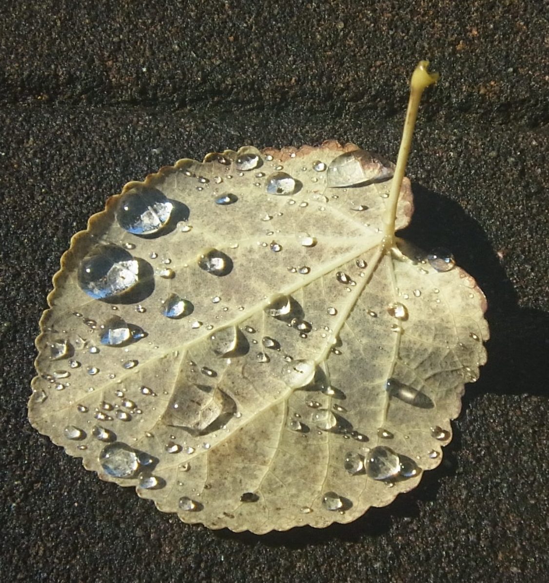 雨露が溜まった落ち葉