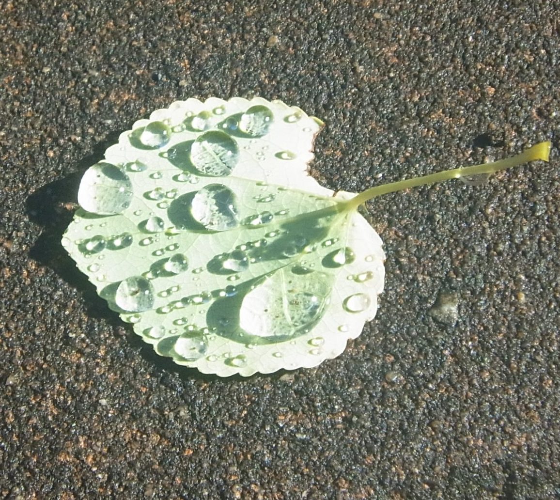 雨露