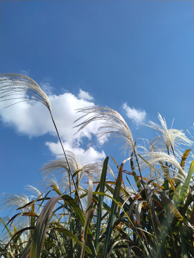 すすきが咲いてた
