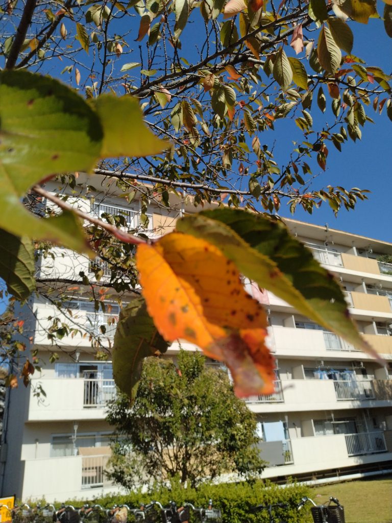 桜の葉