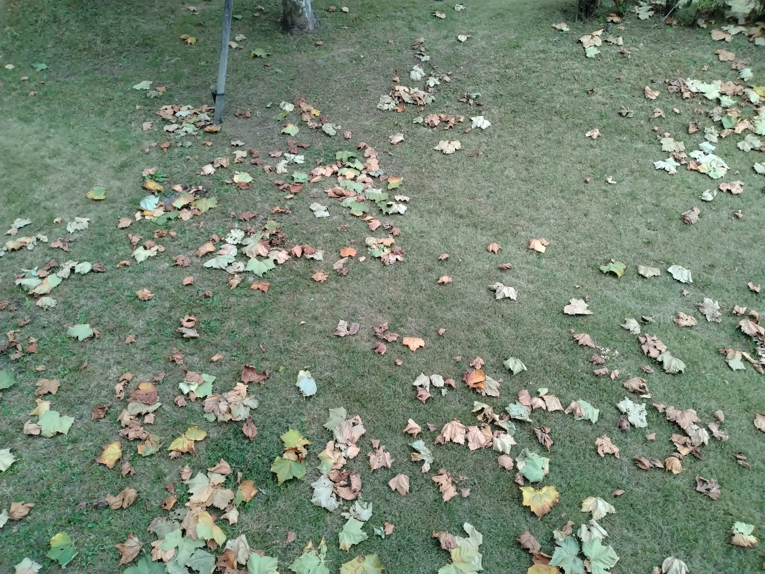 プラタナスの落葉
