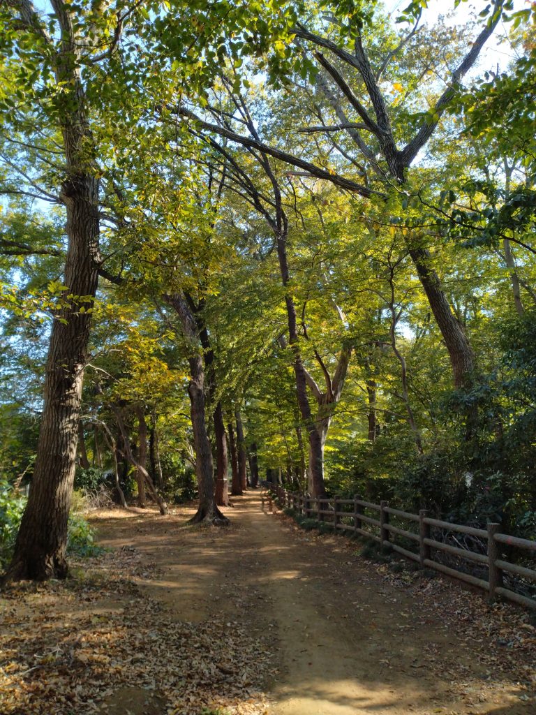 綺麗な散歩道