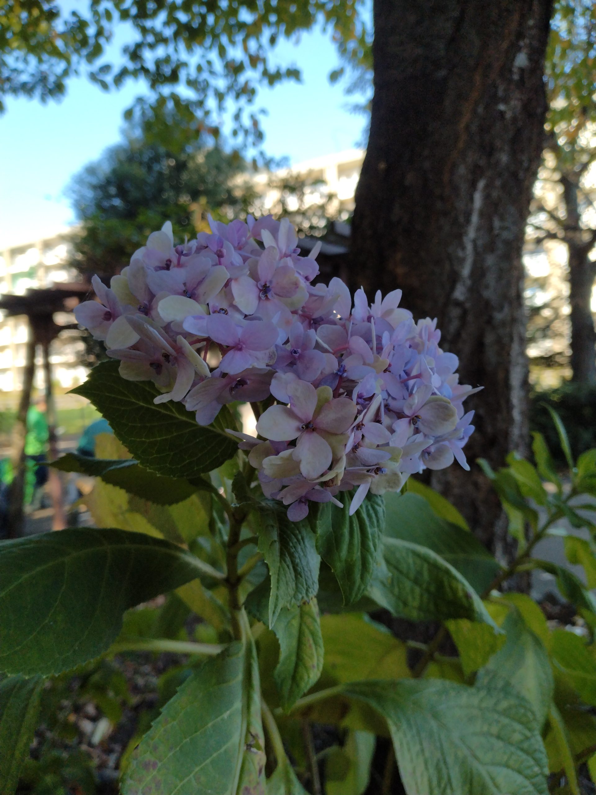 頑張る紫陽花