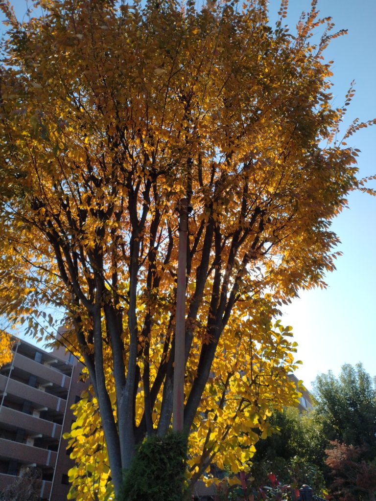 公園で透過光